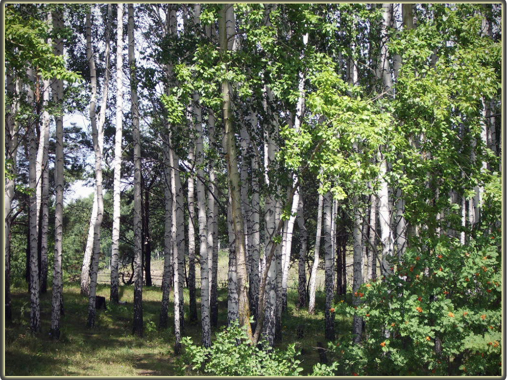 ***От чего так в России берёзы ... Берёзы,роща,лето,Калаис,