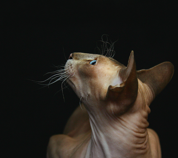 Астория кошки коты и котята