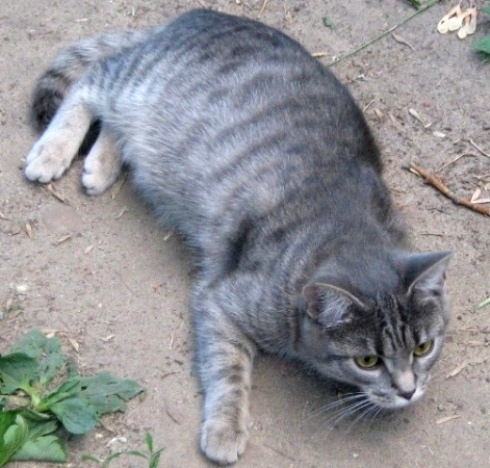 Охотница серая кошка