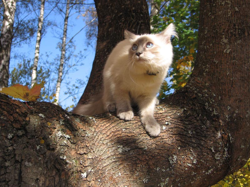 \"Маленькая, но ловкая.\" кошка дерево осень