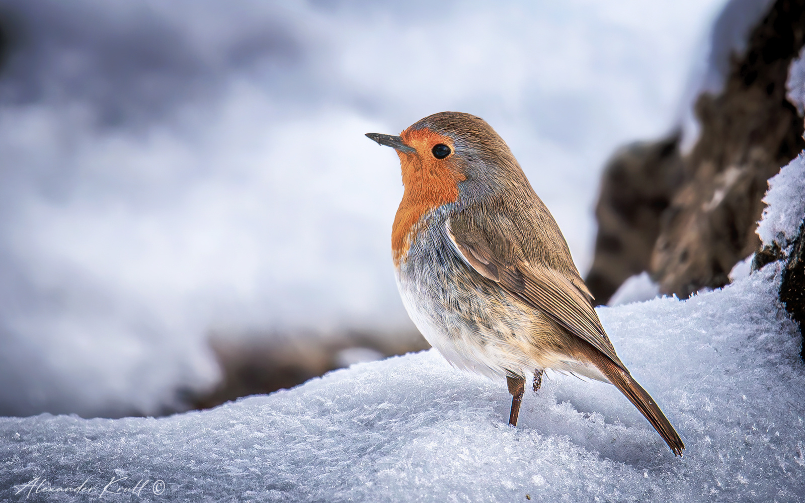 Зима, однако... зарянка малиновка erithacus rubecula