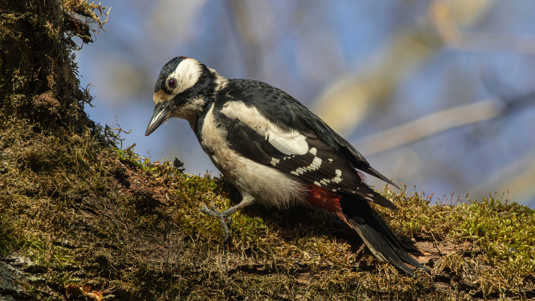 На ковре из мха Большой пёстрый дятел Dendrocopos major Great spotted woodpecker