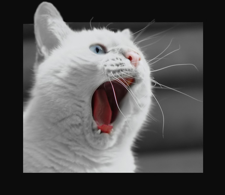 Виииискас!!! Кот, Василий