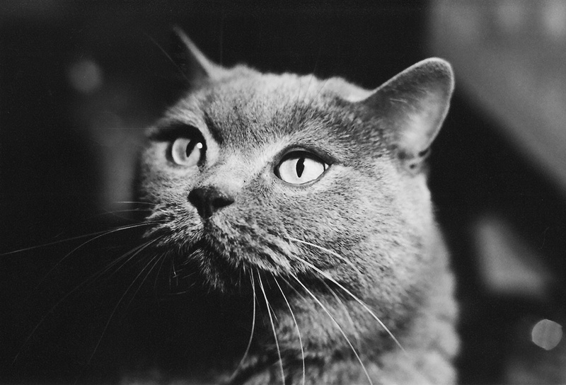 *** кот