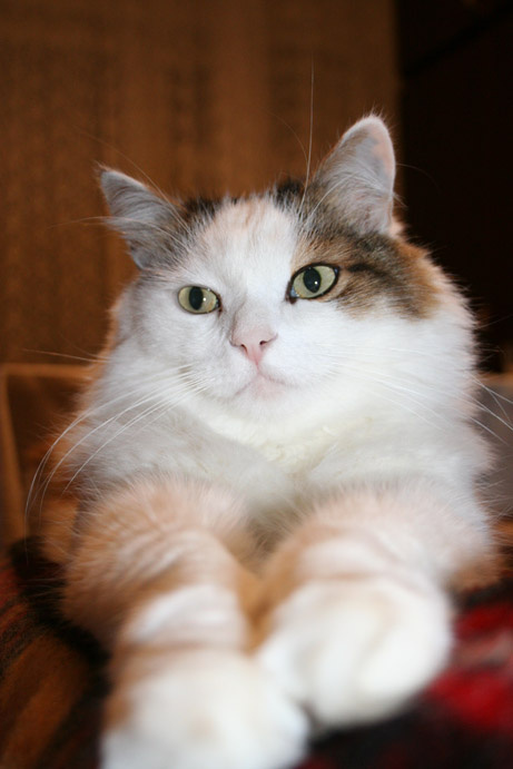 Мой кот 