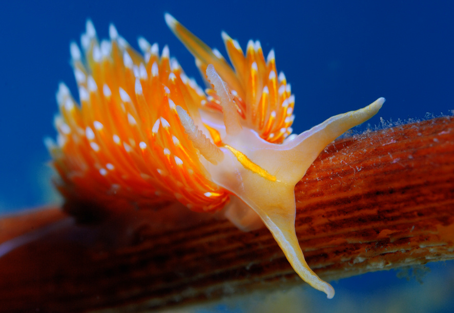 Nudy Hermissenda crassicornis, Facelinidae Family 
