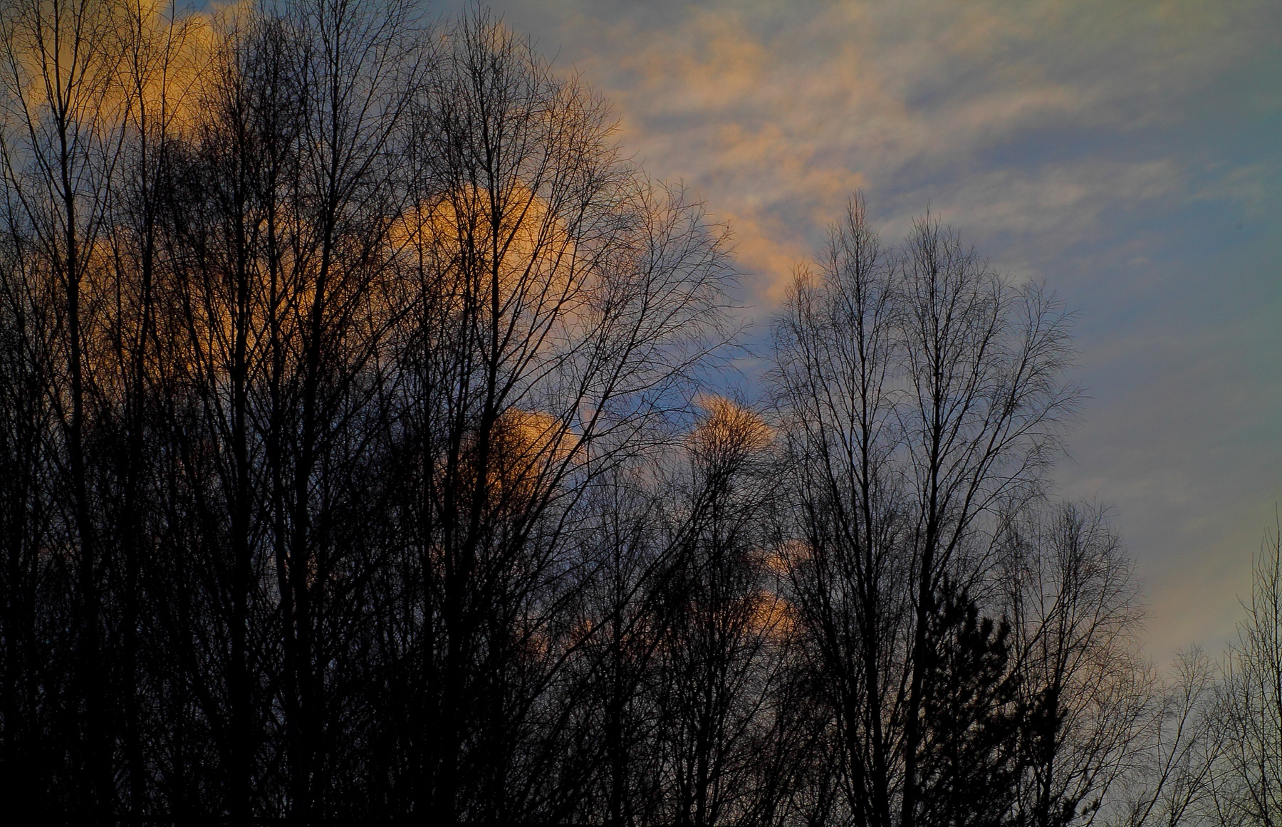 trees 