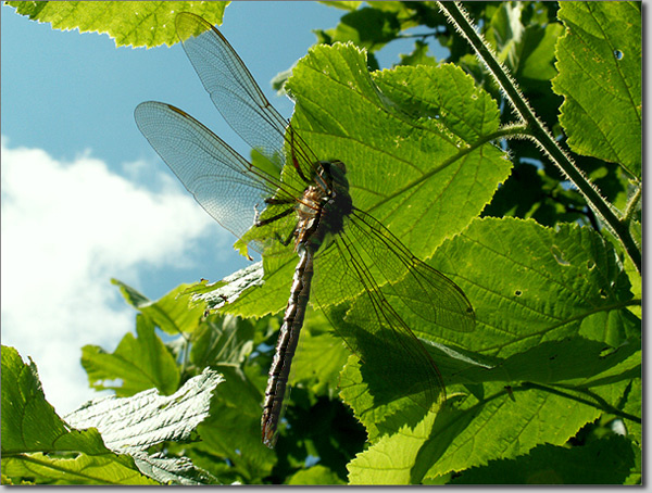 Dragon Fly 