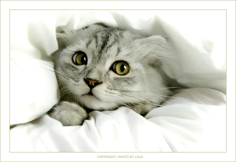*** кот котенок кошка котик