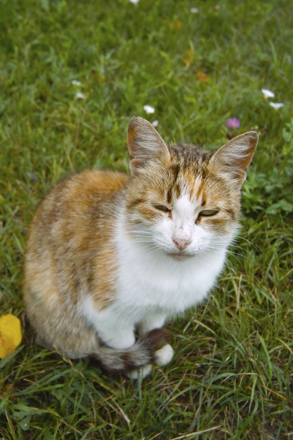 Ушастик Животные