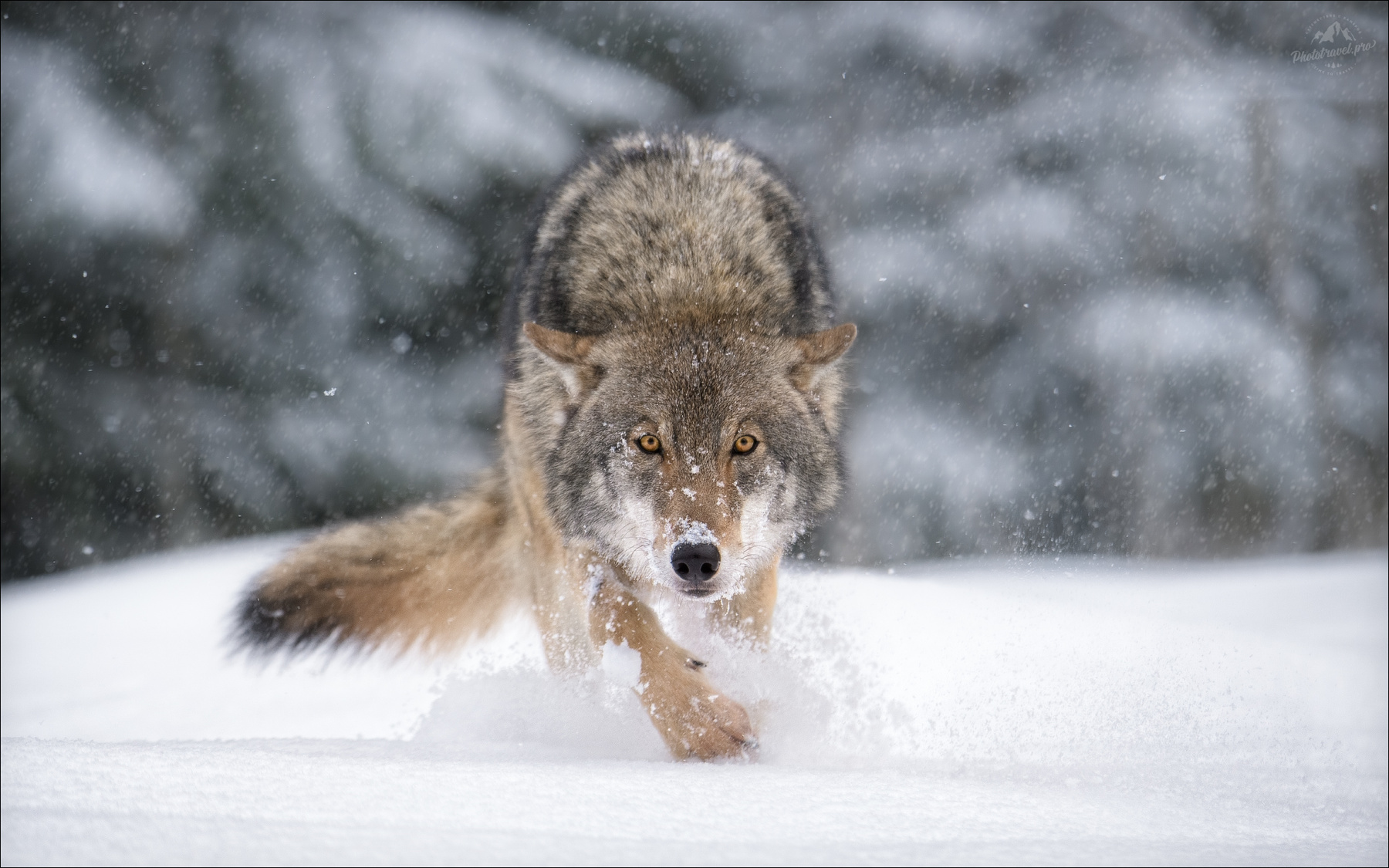 Я в поросятах знаю толк .. волк wolf серый красная шапочка фототур красный бор беларусь