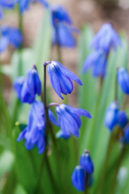 Blues Blue, green