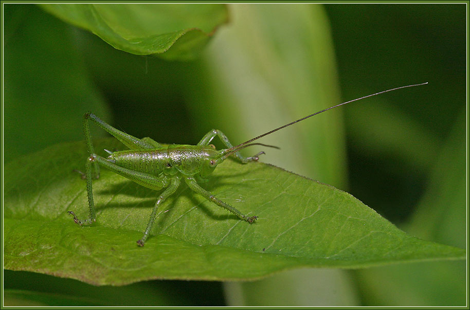 Grasshopper в траве сидел кузнечик