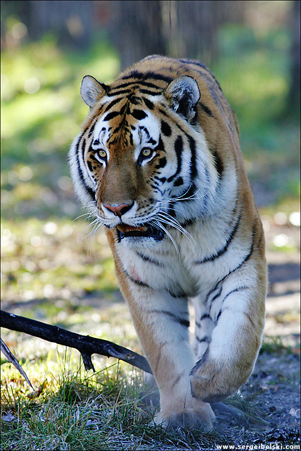 tiger 2 tiger