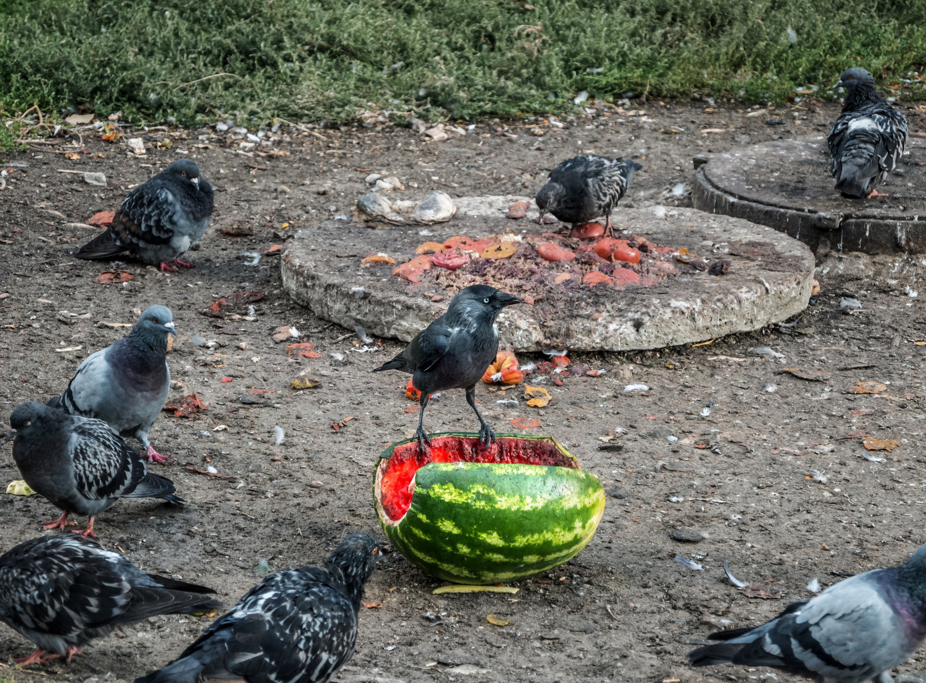 Председатель 