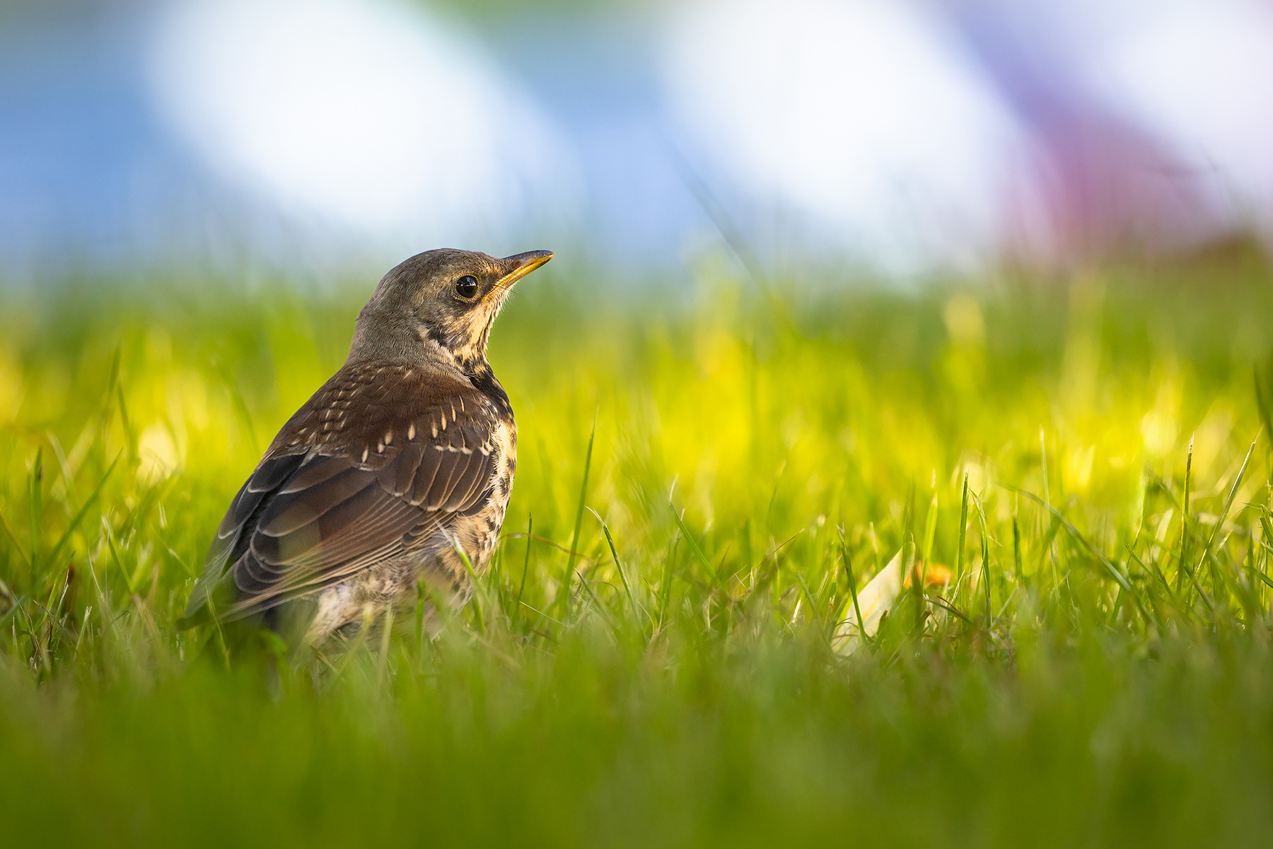 Thrush 
