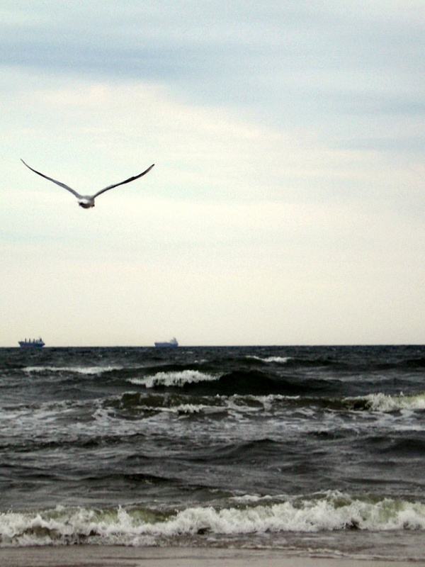 Улетая куда та в даль. Балтик , море, чайка