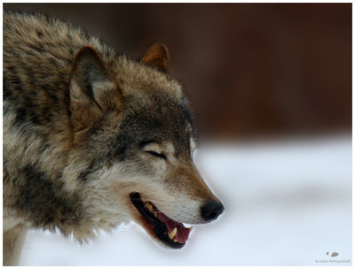 wild wolf wolf волк природа животное
