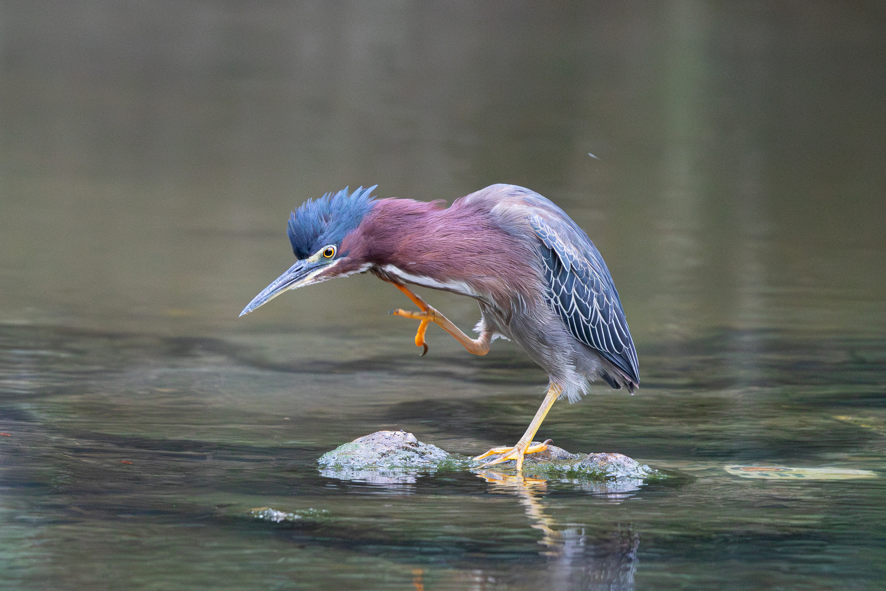 Кваква Зеленая  2 Кваква Зеленая Butorides virescens Linnaeus C 1758 Green Heron