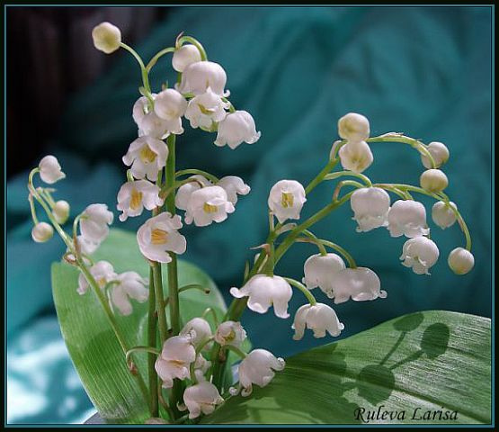 Ландыши-2 