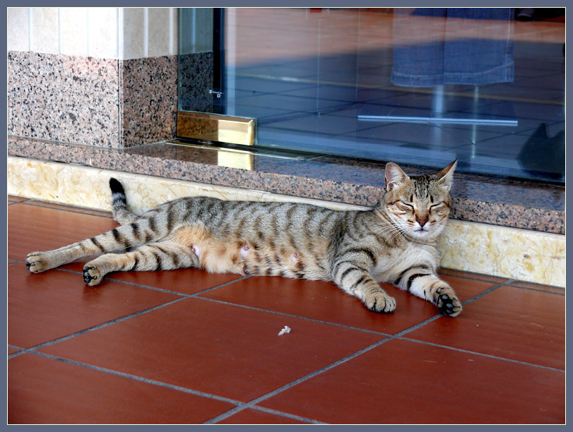 Сиеста Кот, кошка, котофото