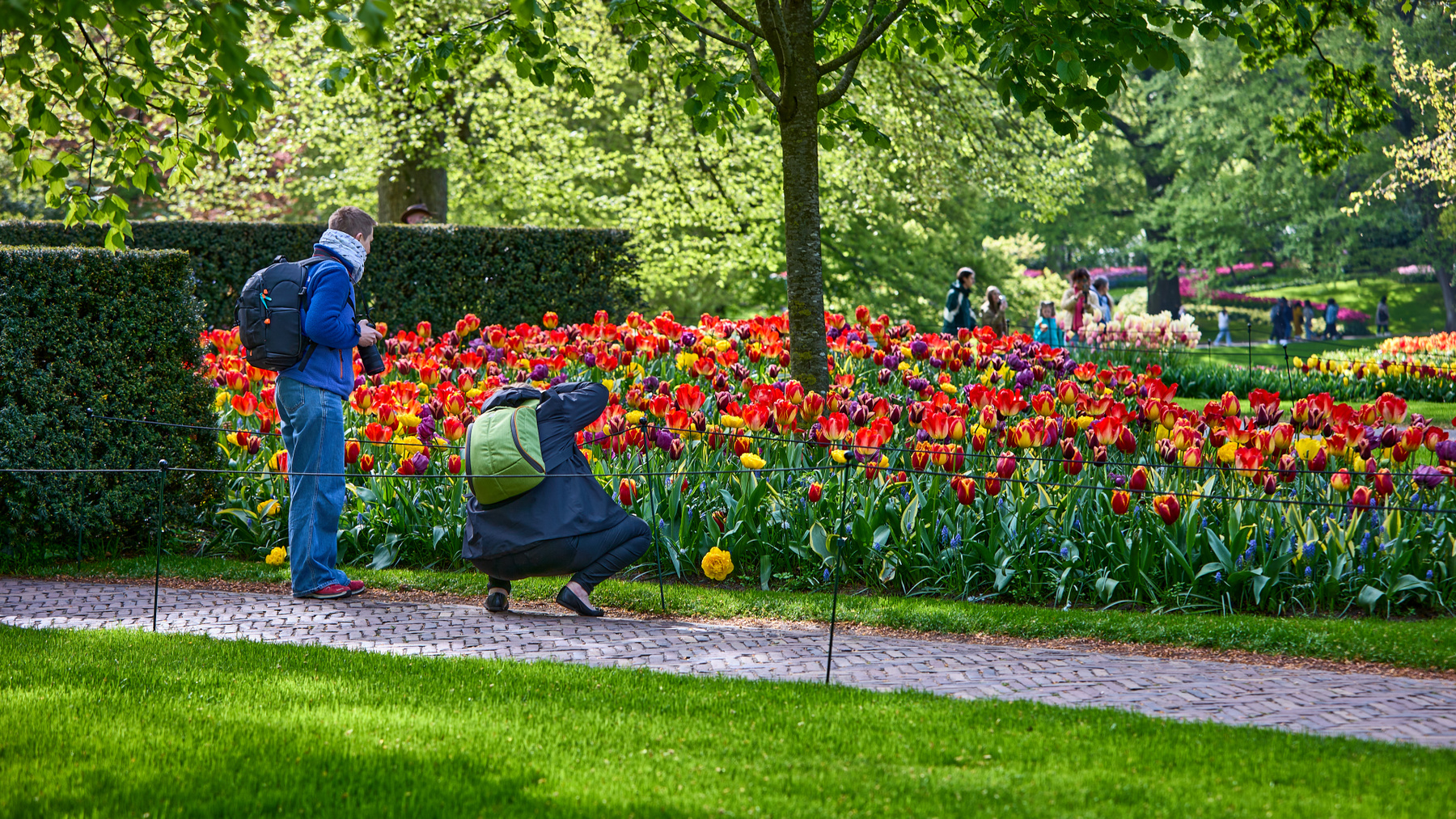 Кeukenhof... цветы тюльпаны парк Кёкенхоф Кeukenhof