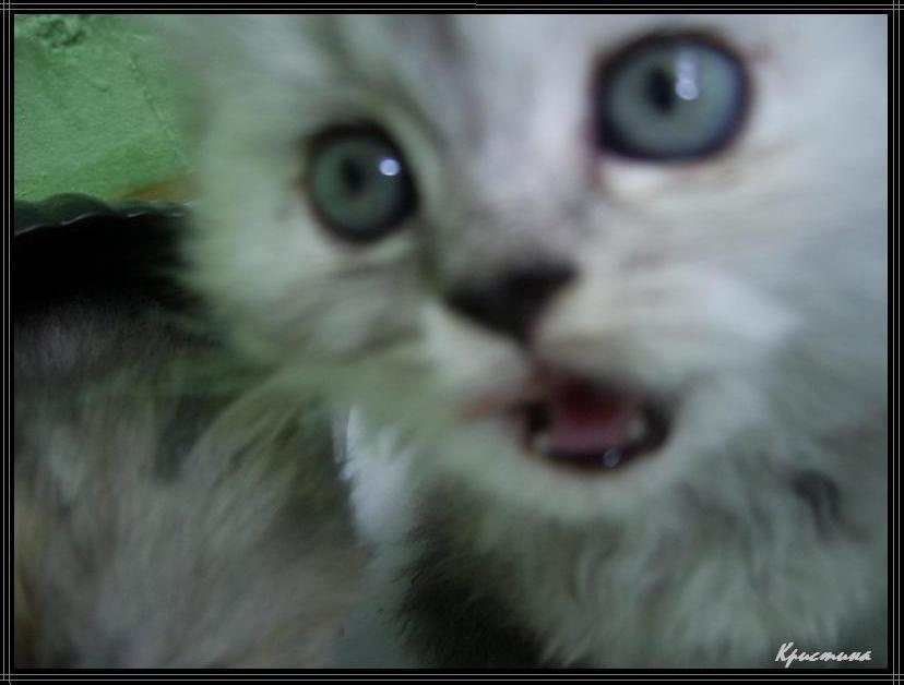Эмоции котенок эмоции