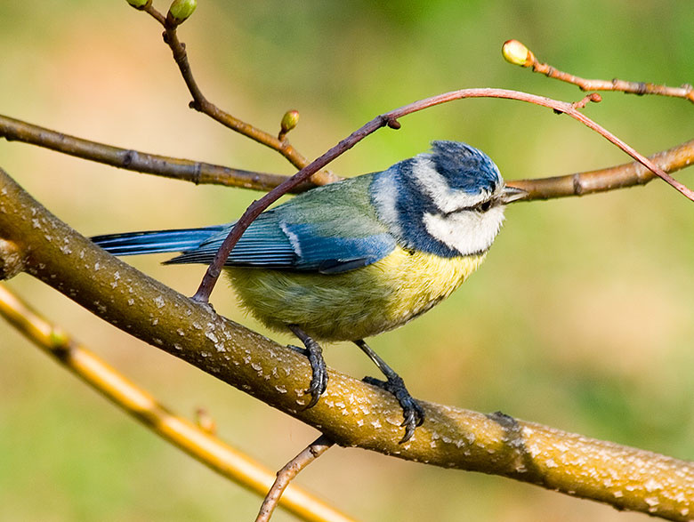 Обыкновенная лазоревка (blue tit) синица лазоревка blue tit