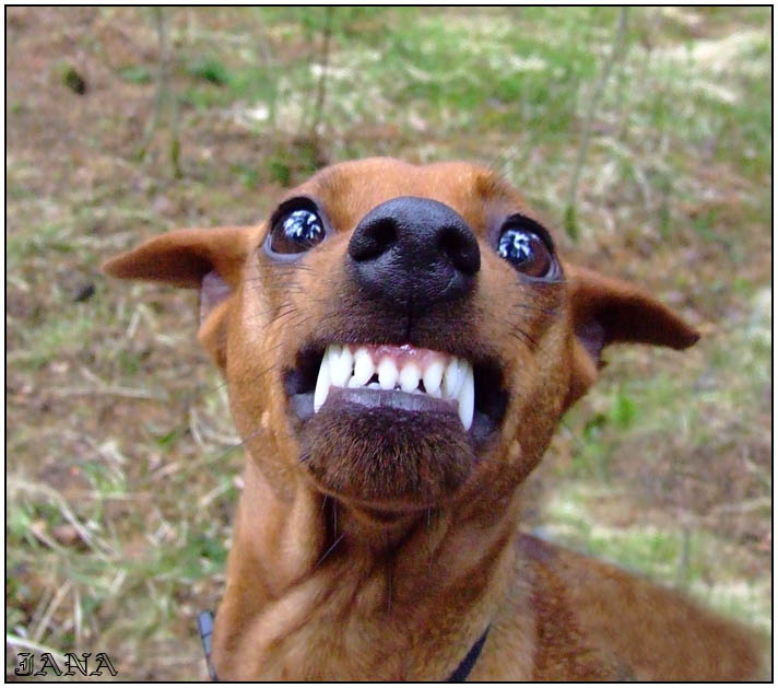 Smile 