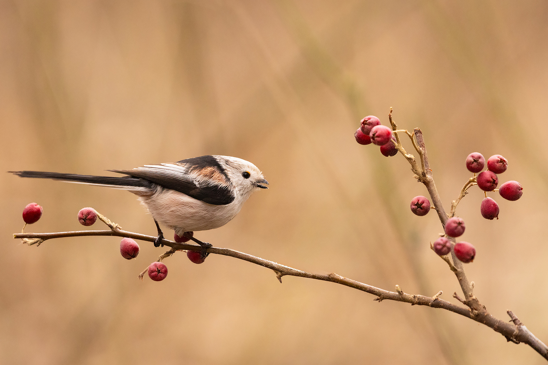 Long-tailed 