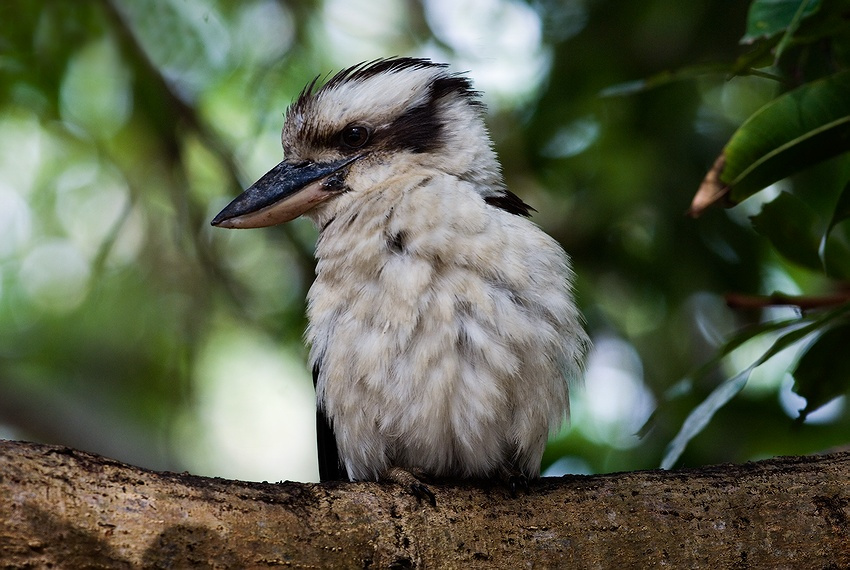 Laughing Kookaburra Laughing Kookaburra кукабара австралия австрия птица дерево смеющаяся