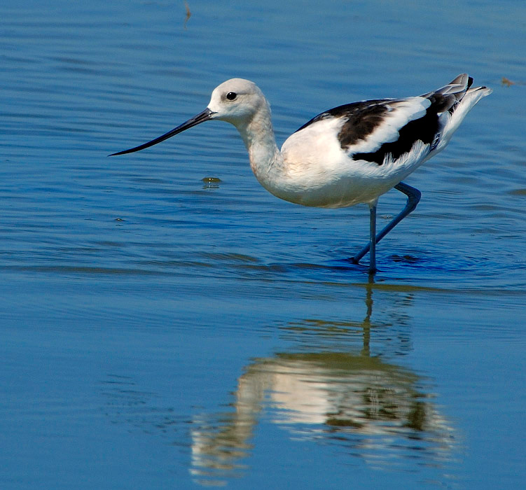 Ща как нырну! Американская шилоклювка, Recurvirostra americana, American Avocet, Salton Sea, California