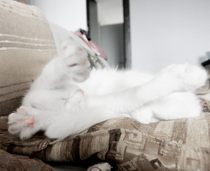 к кошка