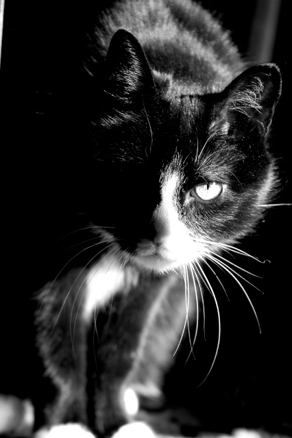 Охотник котяра