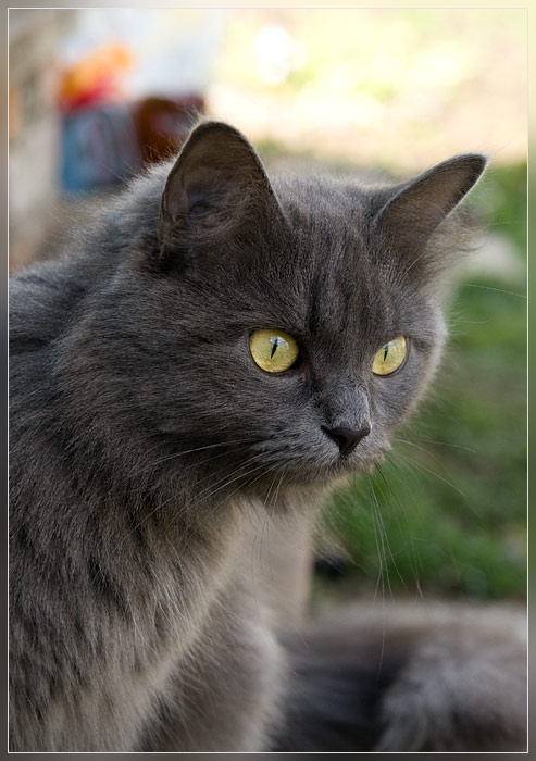Кошка \"Симона\" кошка природа взляд