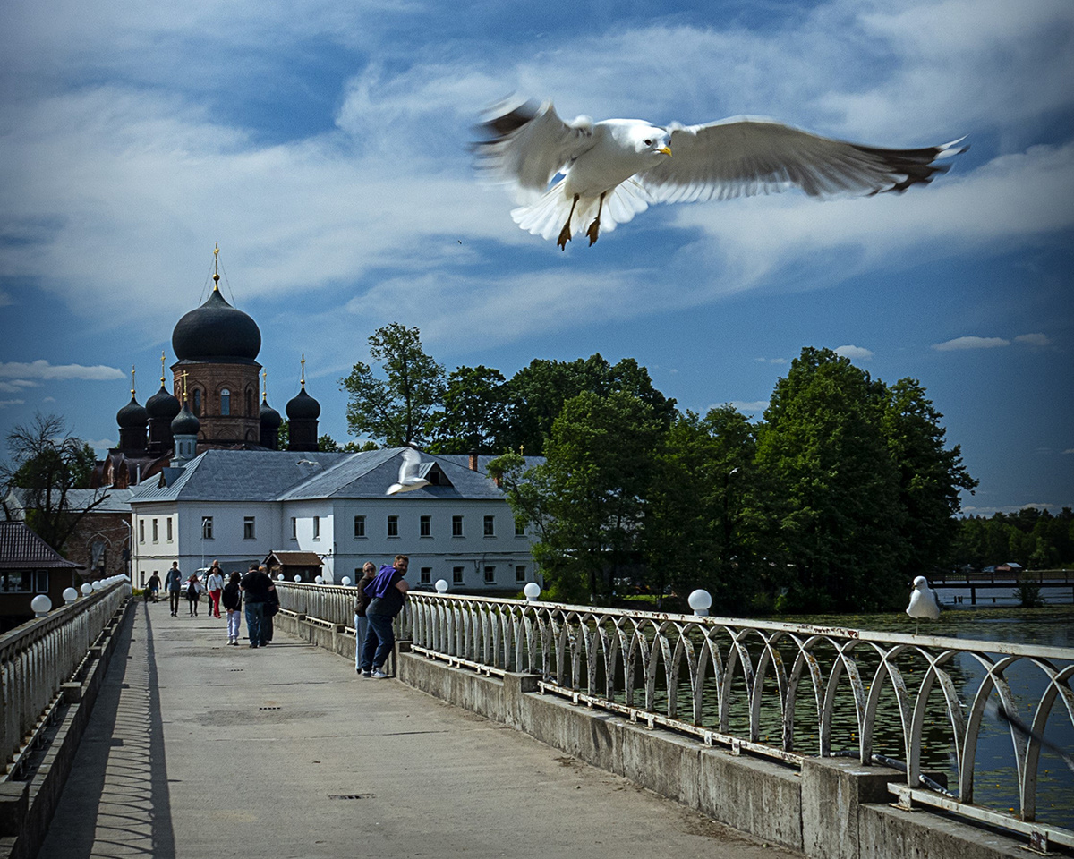 Чайка 
