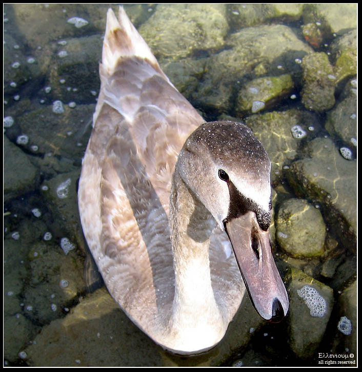 Cygne, le gris 