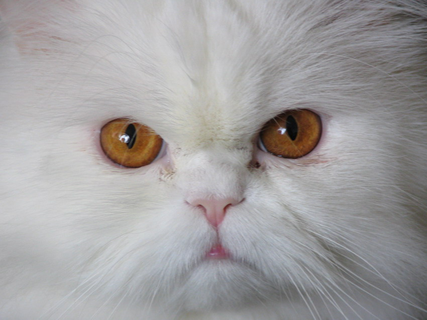 взгляд кот взгляд