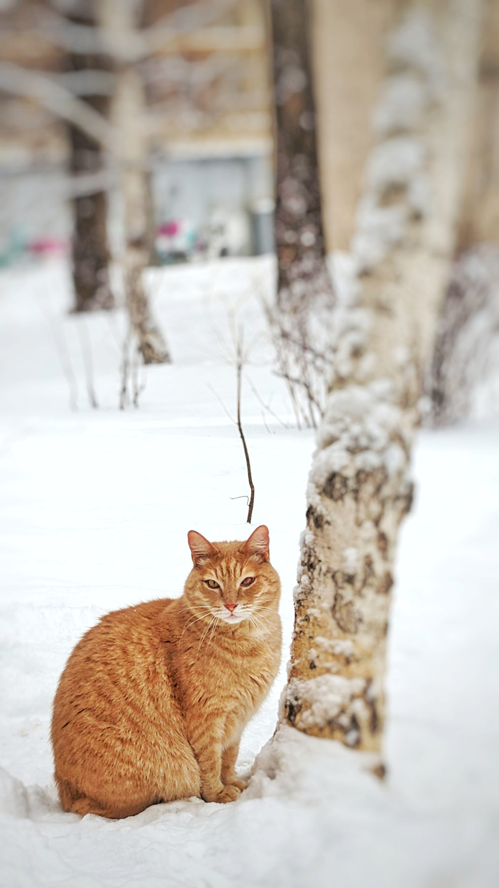 Позёр 