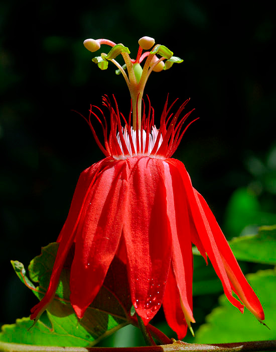 Цветочек Страстоцвет виноградолистный, Пассифлора виноградолистная, Passiflora vitifolia, Grape-leaved Passionflower, Crimson Passionflower