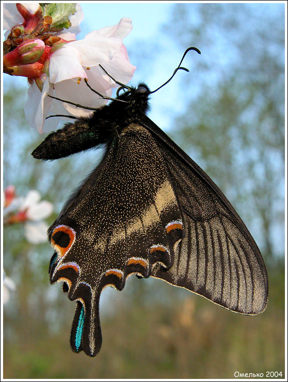 Цветы papilio maakii хвостоносец маака махаон
