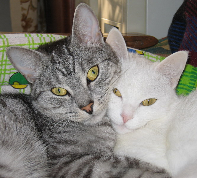 МЫ кошки