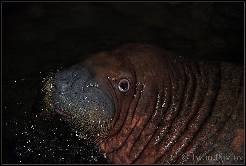 Дина Тихоокеанский, морж, Odobenus, rosmarus