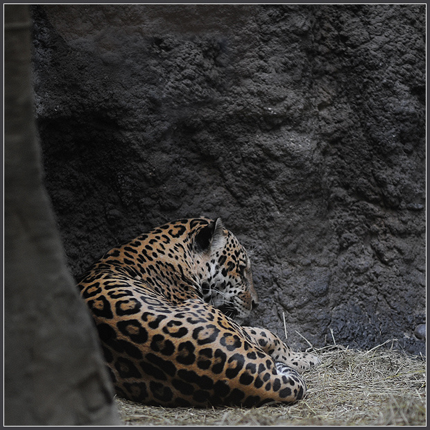 Узник ягуар Panthera onca