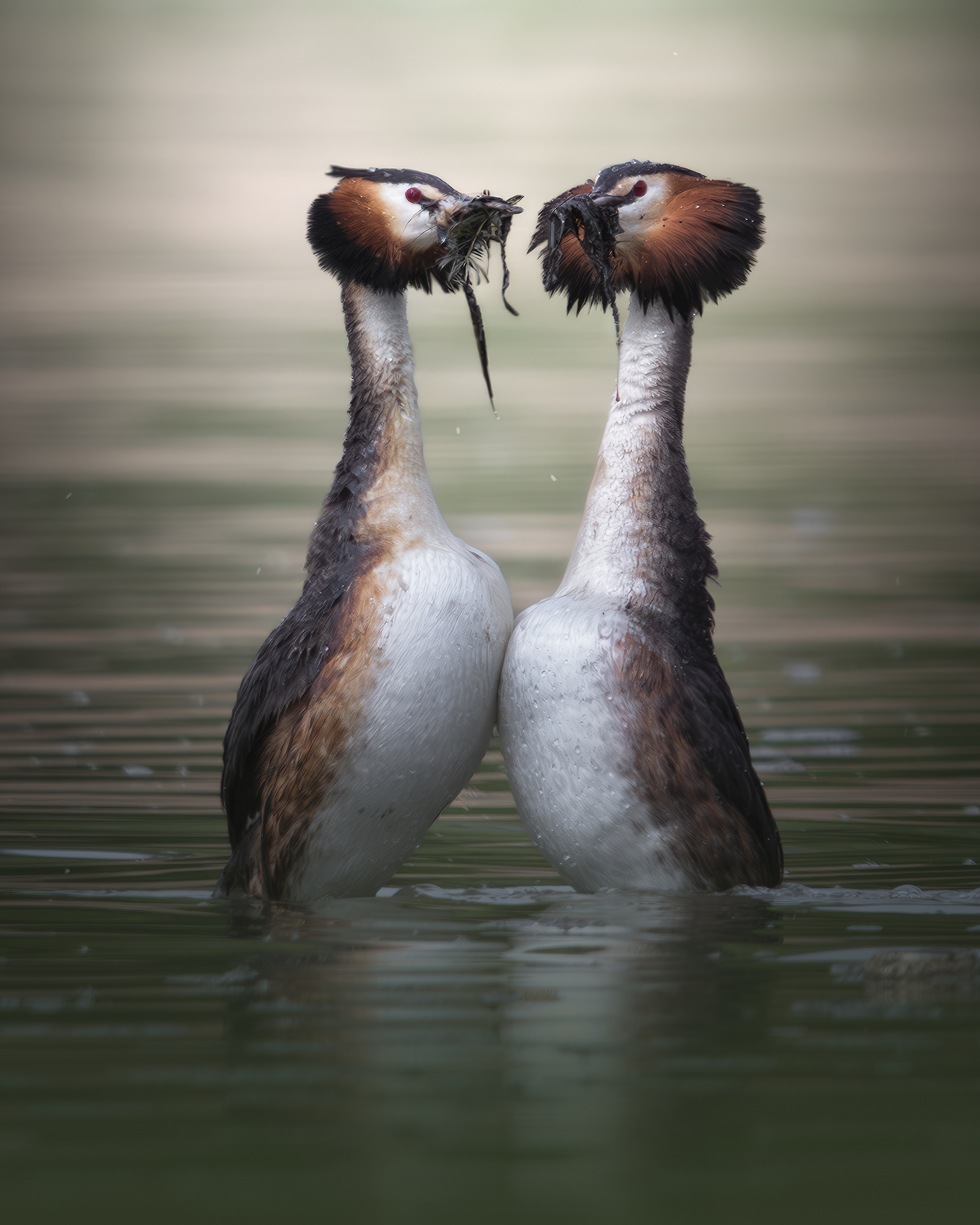 Чомга (Podiceps cristatus) 