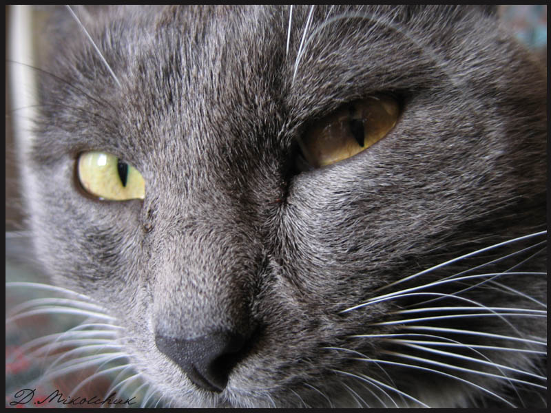 Серьёзный Василий кот взгляд