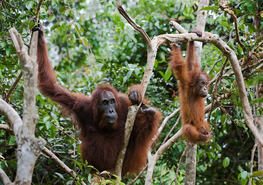   *****2 орангутан индонезия Pongo pygmaeus pygmaeus Indonesia orangutan ветки джунгли калимантан борнео