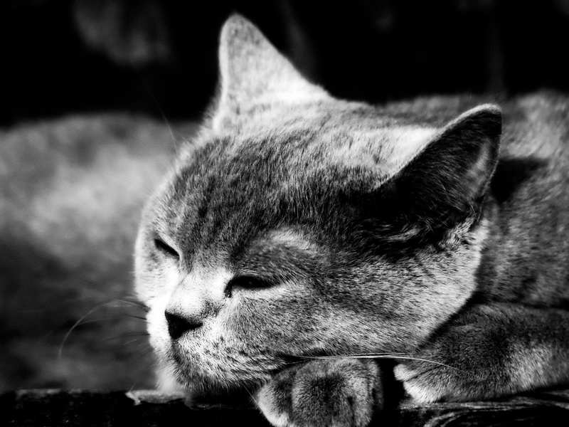 daydreaming кошка кот животное сон портрет