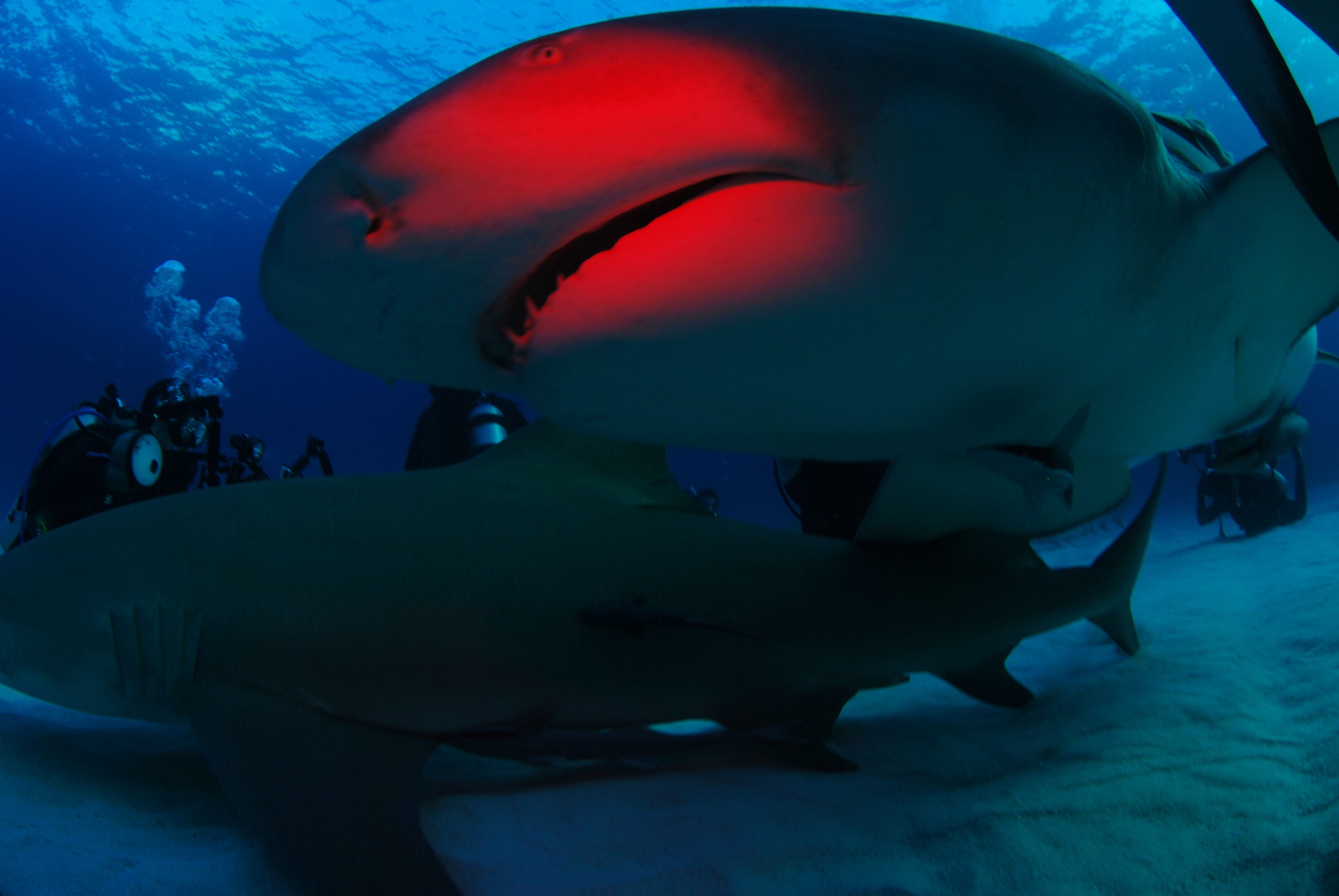 А вот и я :) Bahamas sharks