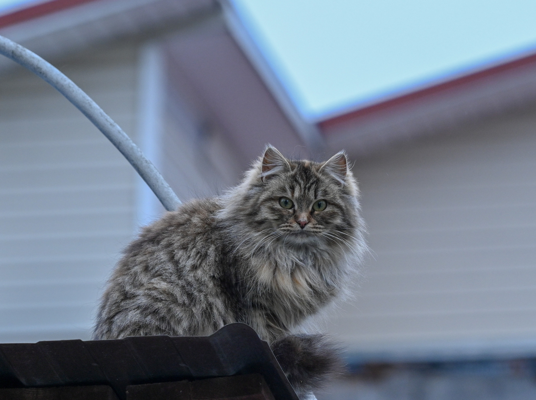 ***Кошачьи миры 